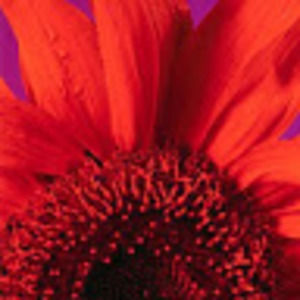 Meet your Posher, Phyllis